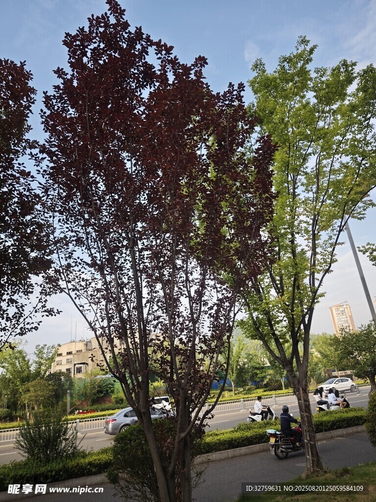 公園路旁的多彩樹木景觀