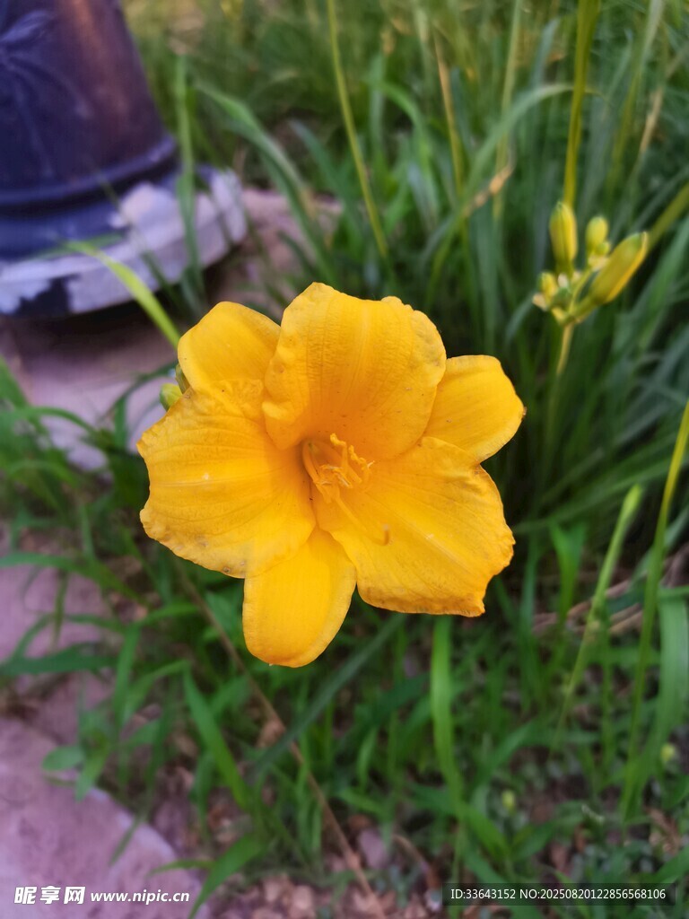 黃色萱草花綻放于草叢