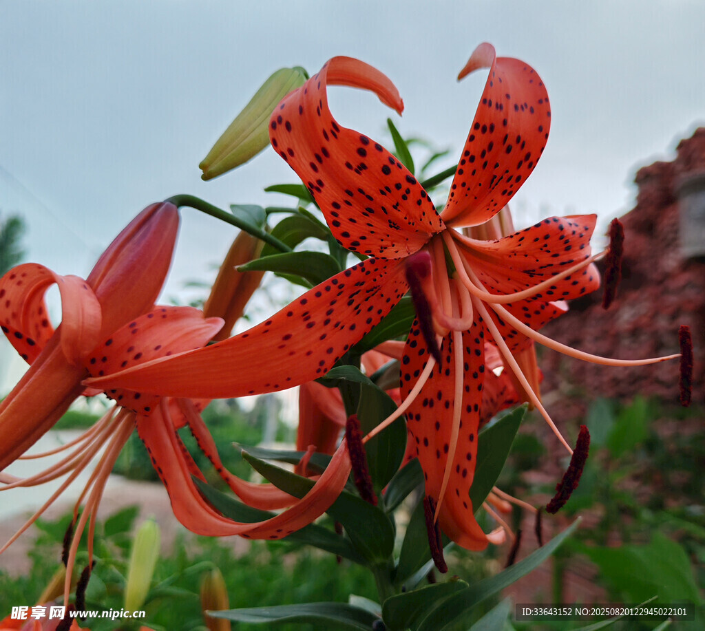 嬌艷虎皮百合花特寫(xiě)