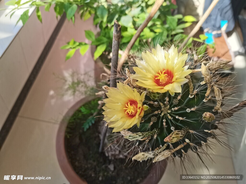 盆栽仙人掌綻放明艷花朵