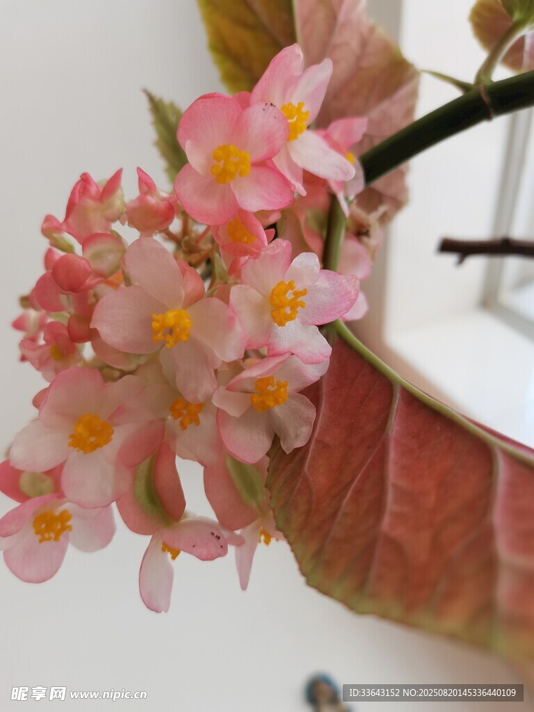 嬌艷粉色花卉特寫