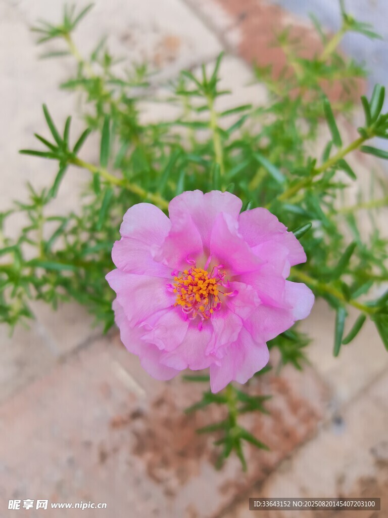 嬌艷粉色太陽花綻放