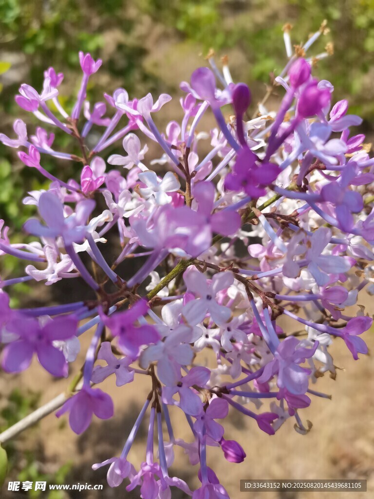 紫色繁花綻放