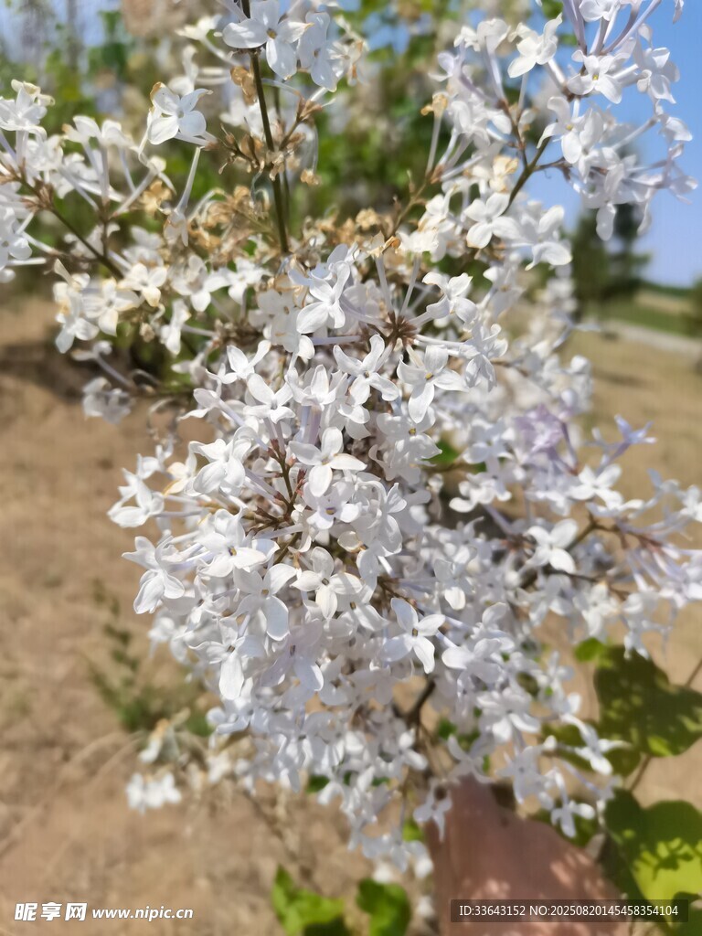枝頭綻放的白色繁花