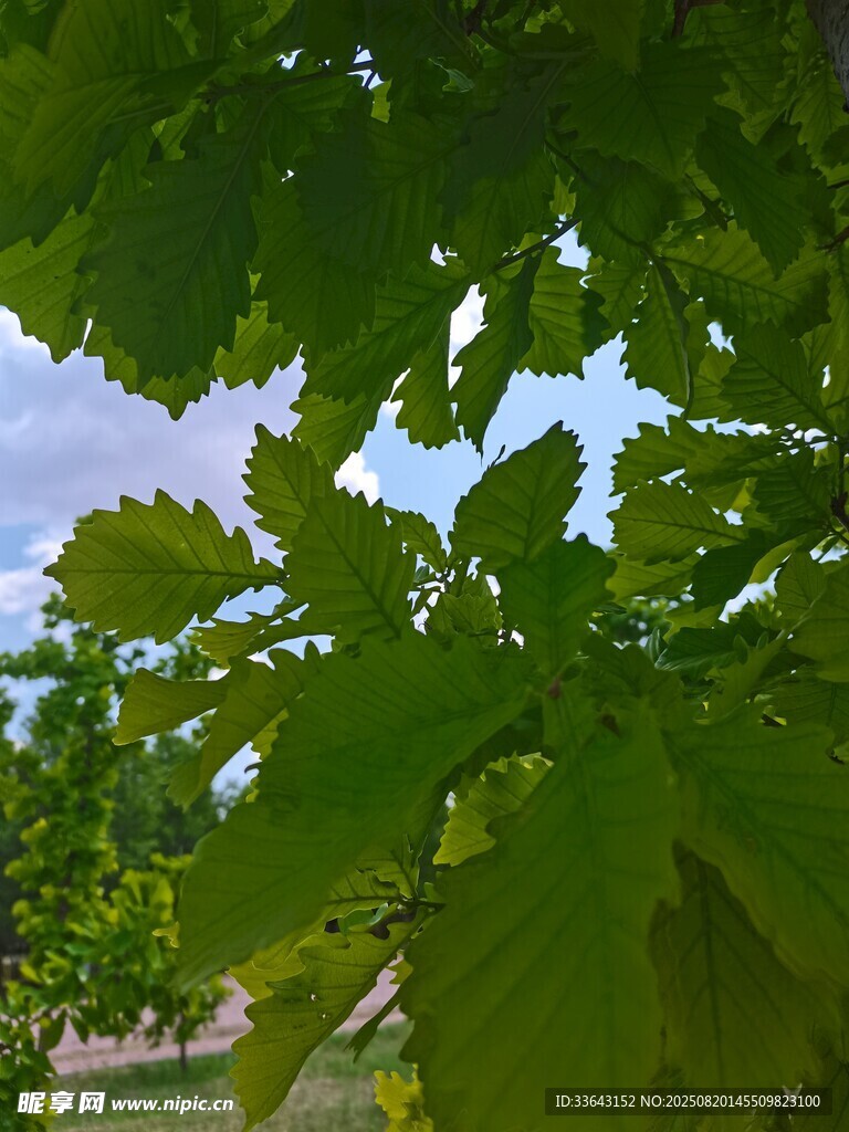 透過綠葉望藍天