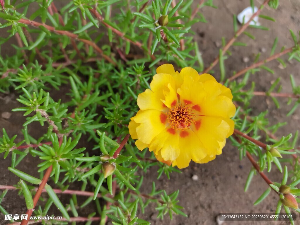 嬌艷黃色太陽(yáng)花綻放