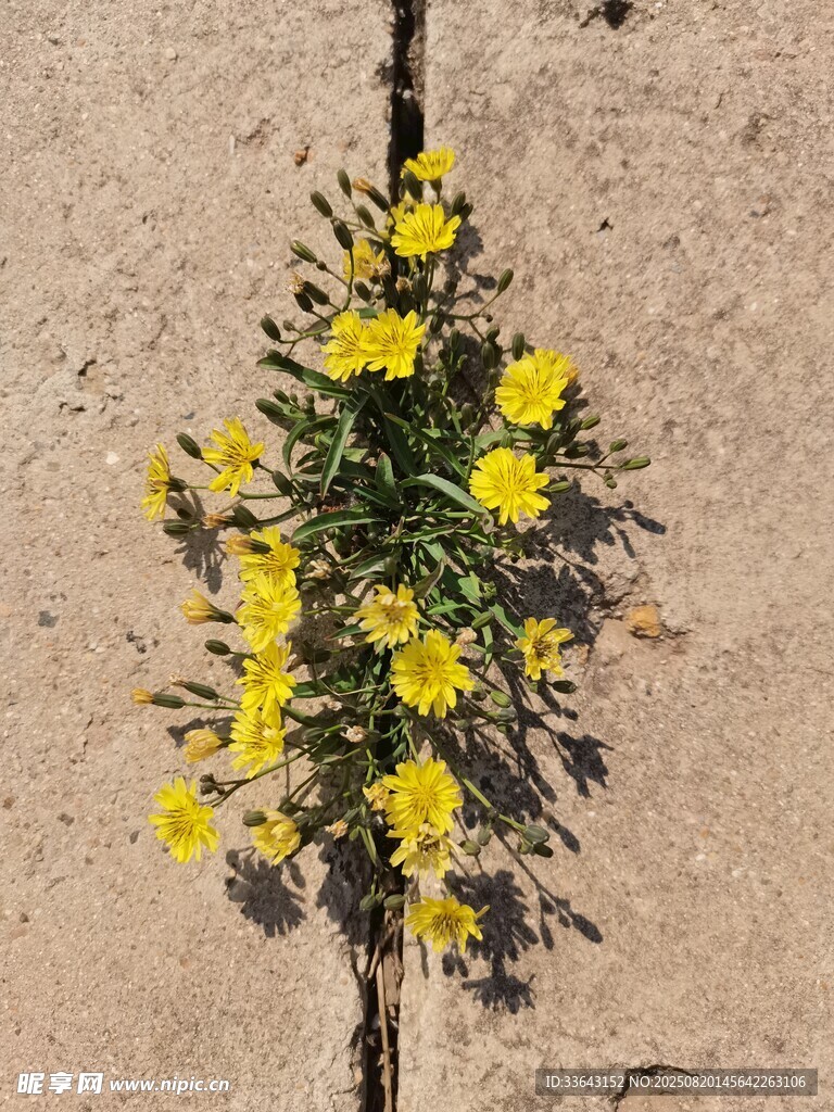 石縫中綻放的黃色小花