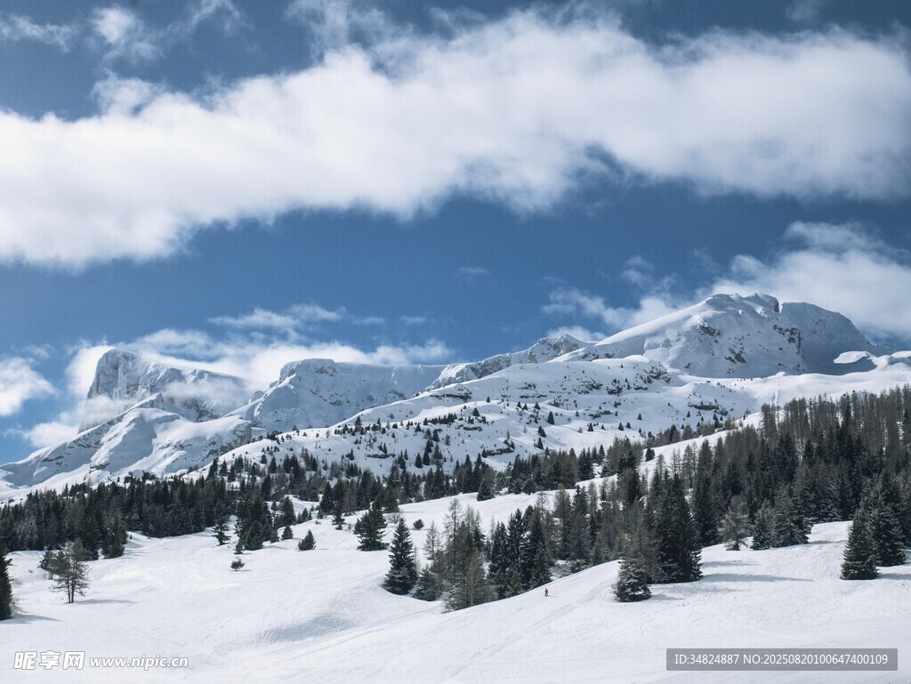 雪山松林美景