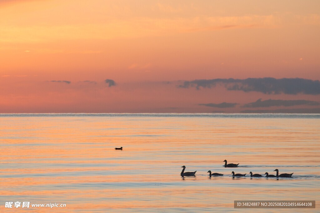 夕陽下湖面的飛鳥景致
