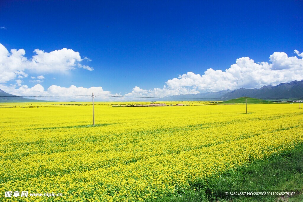 金黃油菜田藍(lán)天映美景