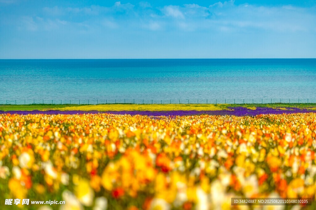 海邊絢爛花海美景