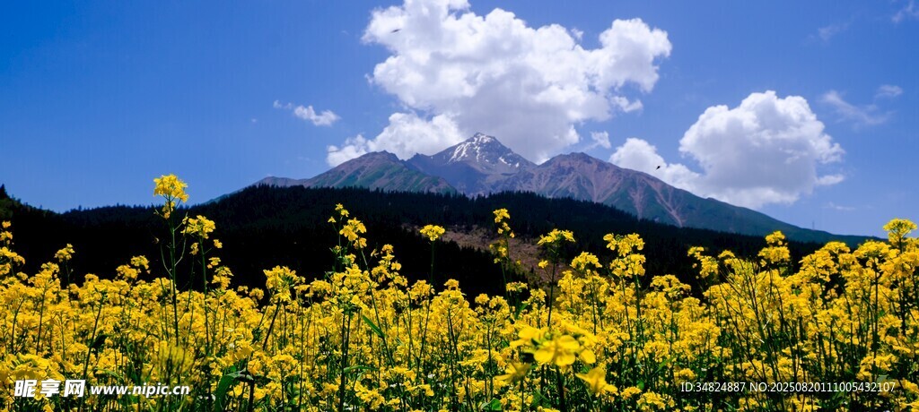 山間黃花開遠山映藍天
