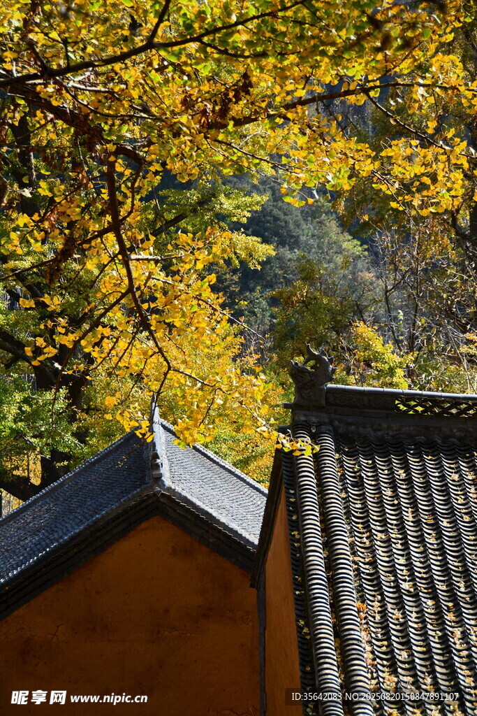 秋日屋檐下的金黃樹葉