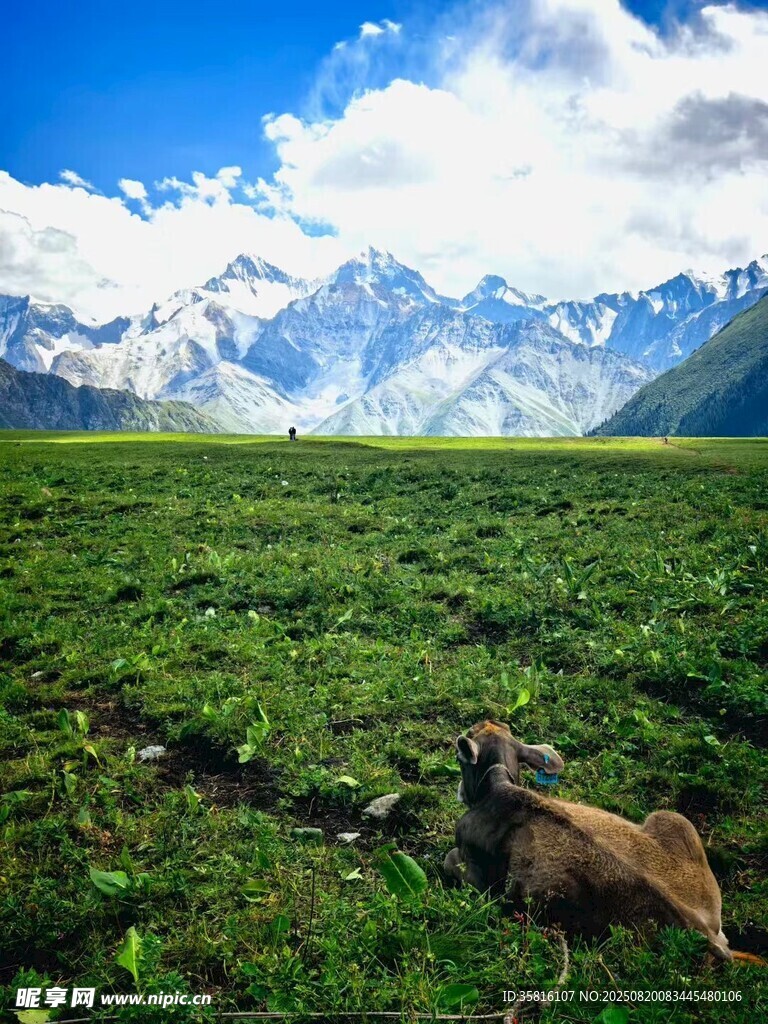草原雪山下的休憩動物