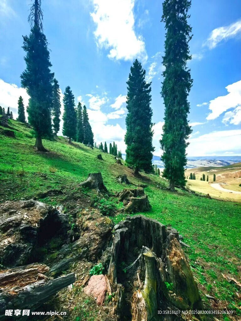 山間草地與挺拔樹木景觀