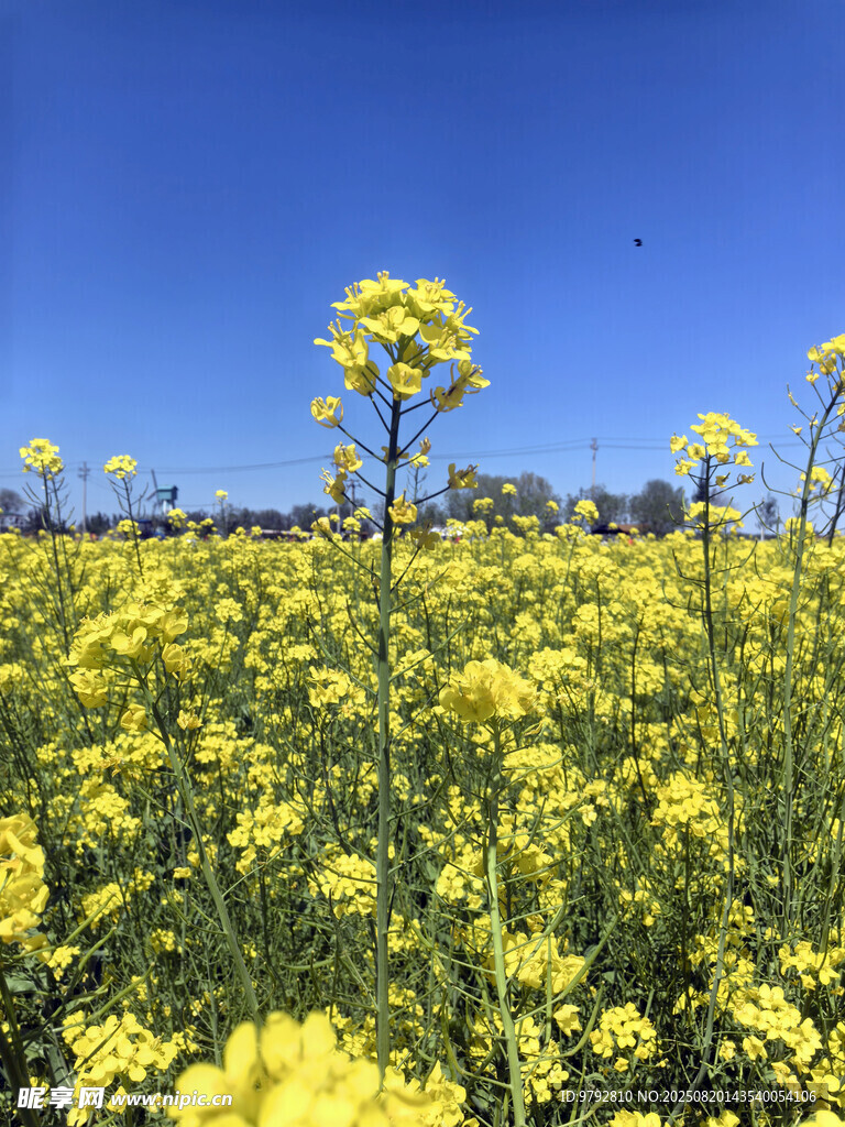 油菜花