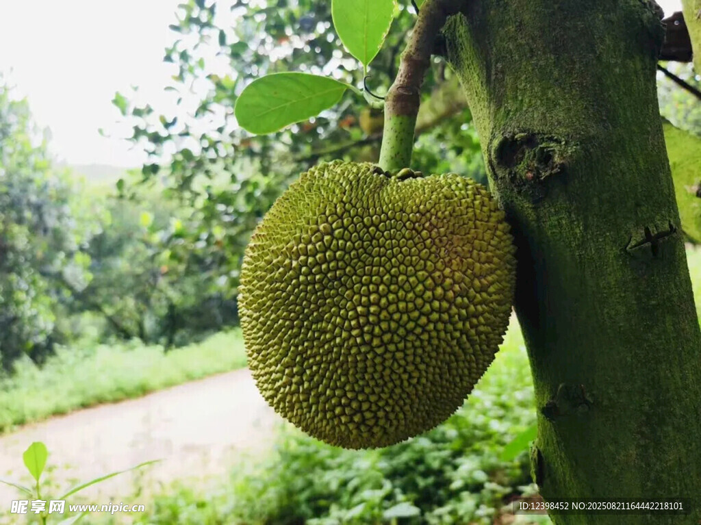 樹(shù)上碩大的菠蘿蜜果實(shí)