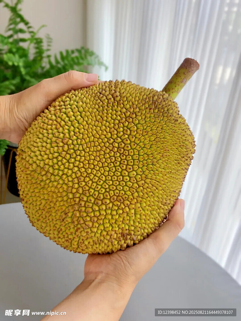 手持飽滿(mǎn)菠蘿蜜