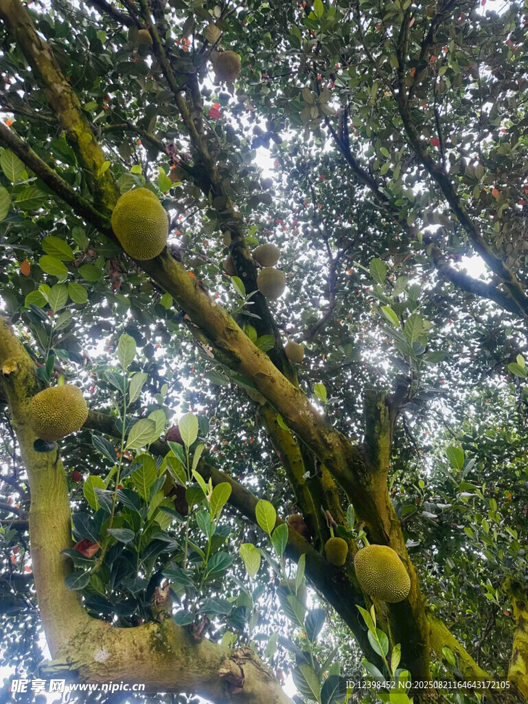 樹上的菠蘿蜜