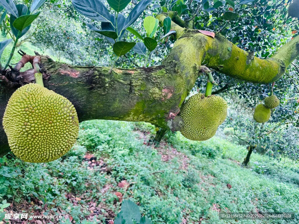 樹上掛著的飽滿菠蘿蜜