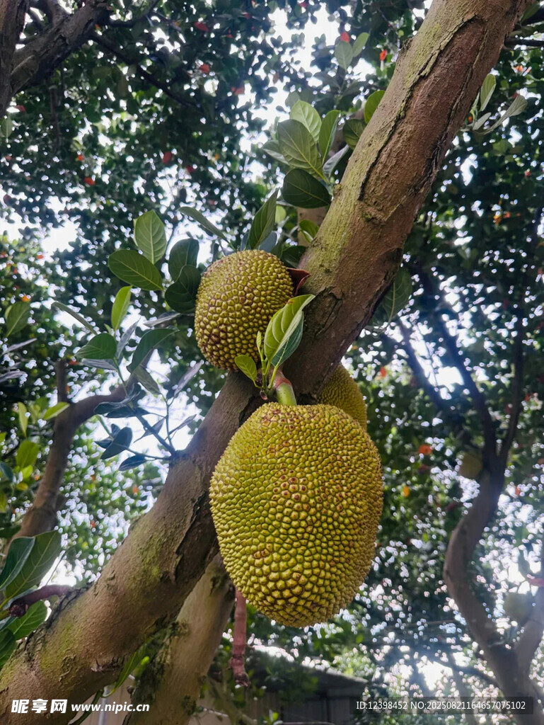 樹上掛著的兩個大菠蘿蜜