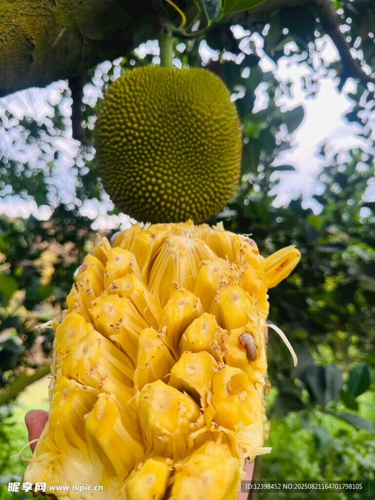 剝開(kāi)的菠蘿蜜果肉與果實(shí)