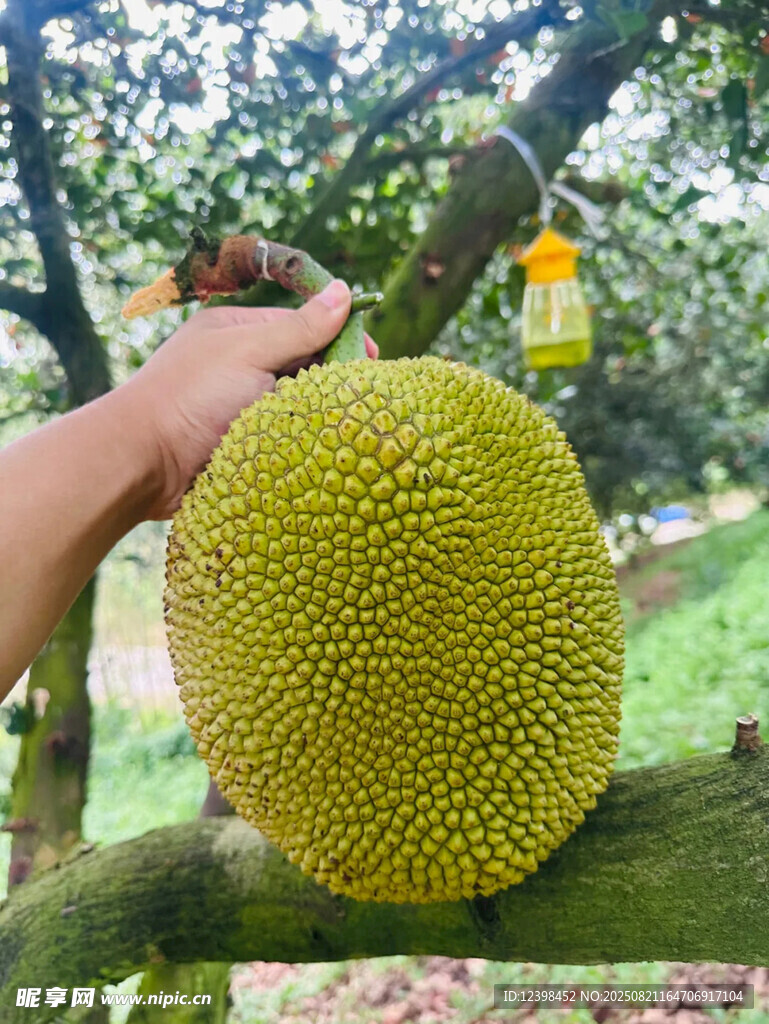 手摘樹上的大菠蘿蜜