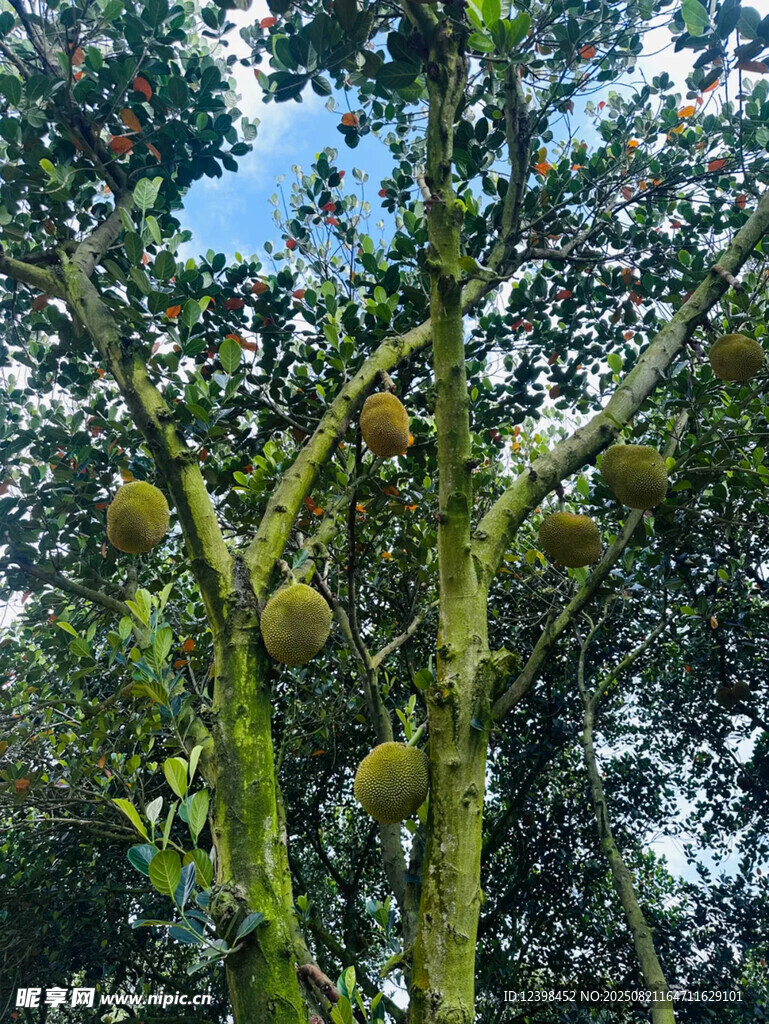 樹上掛滿碩大的菠蘿蜜