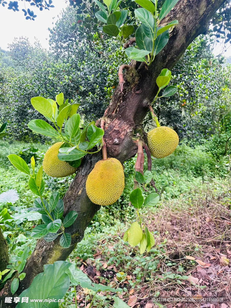 樹上飽滿的菠蘿蜜果實(shí)