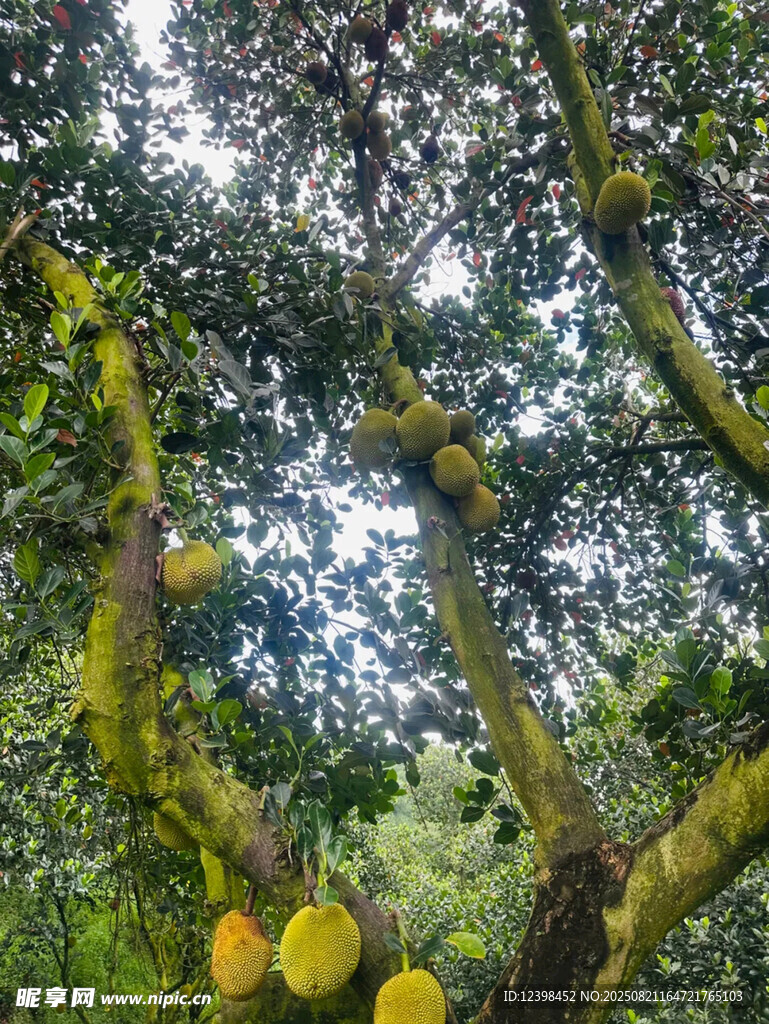 樹上掛著的菠蘿蜜