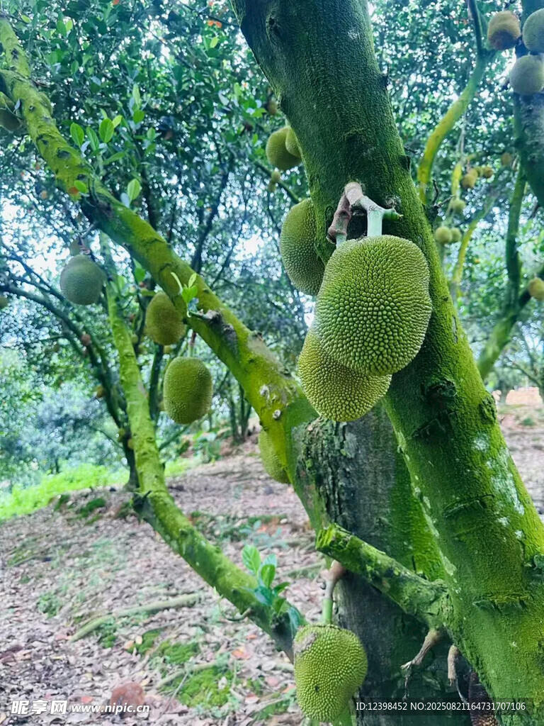 樹(shù)上的菠蘿蜜