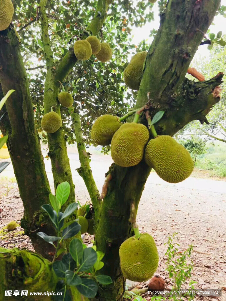樹上飽滿的菠蘿蜜果實(shí)
