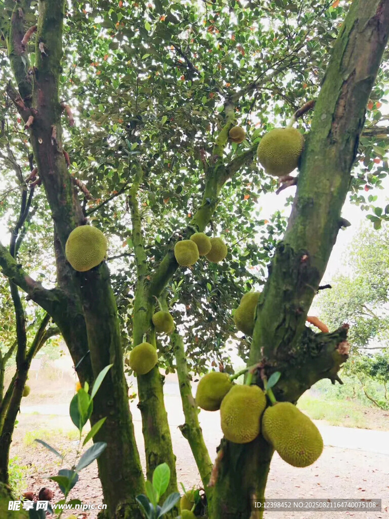 樹上的菠蘿蜜