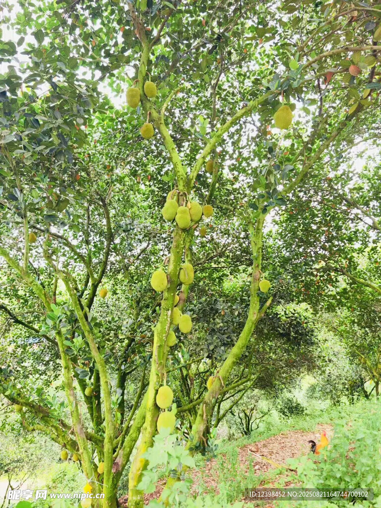 樹上的菠蘿蜜