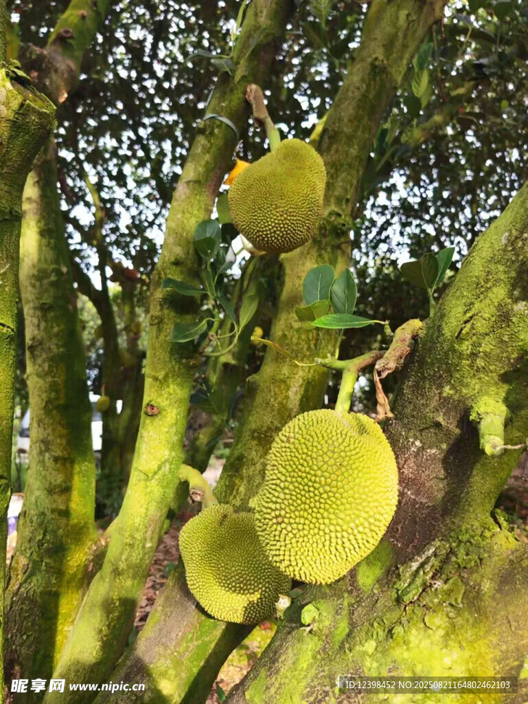 樹上的菠蘿蜜