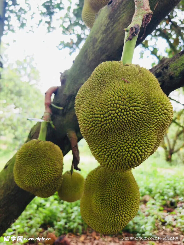 樹上碩大的菠蘿蜜果實