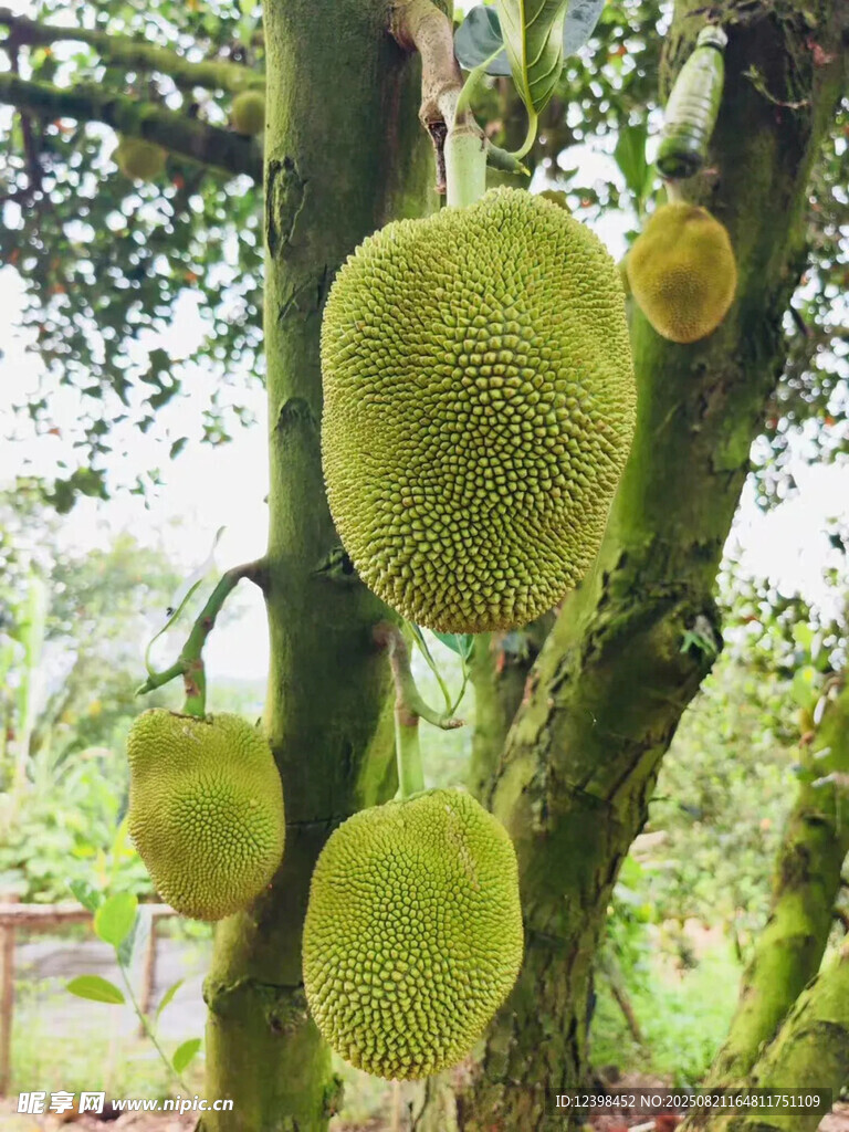 樹(shù)上懸掛的飽滿菠蘿蜜