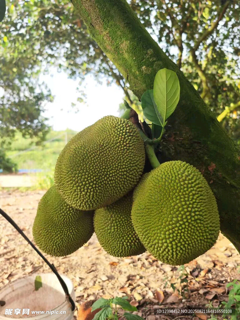 樹上的碩大菠蘿蜜果實