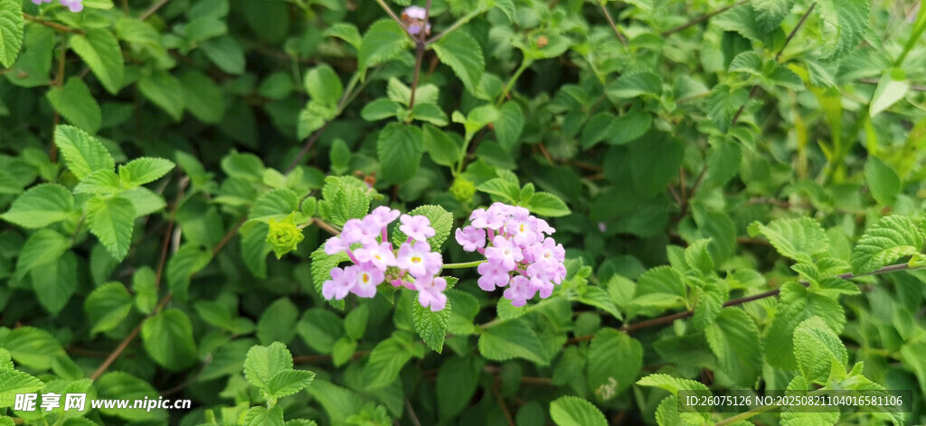綠葉叢中的粉紫小花
