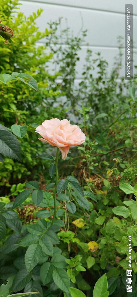 嬌艷綻放的粉色花朵