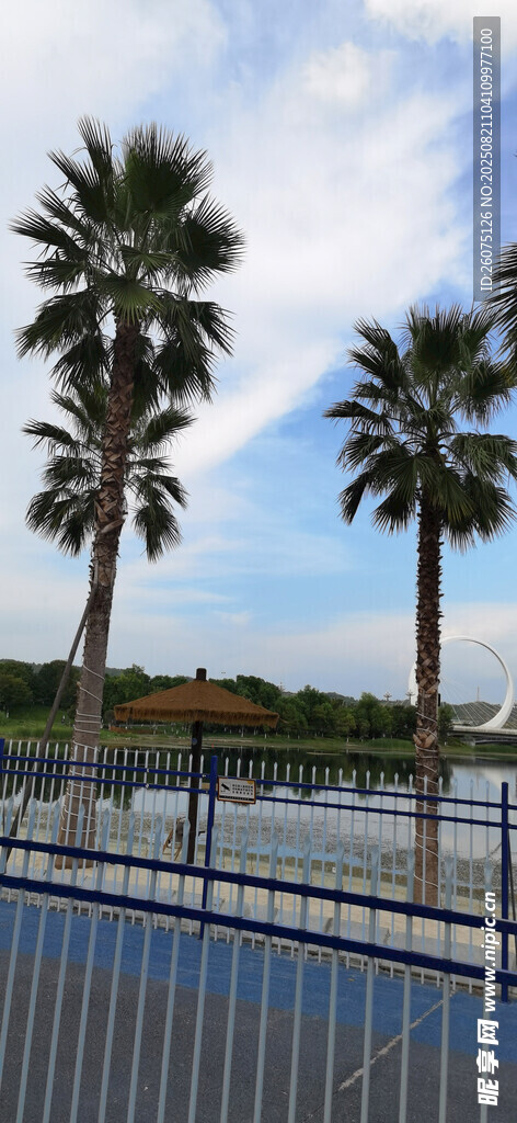 泳池邊的棕櫚樹風(fēng)景