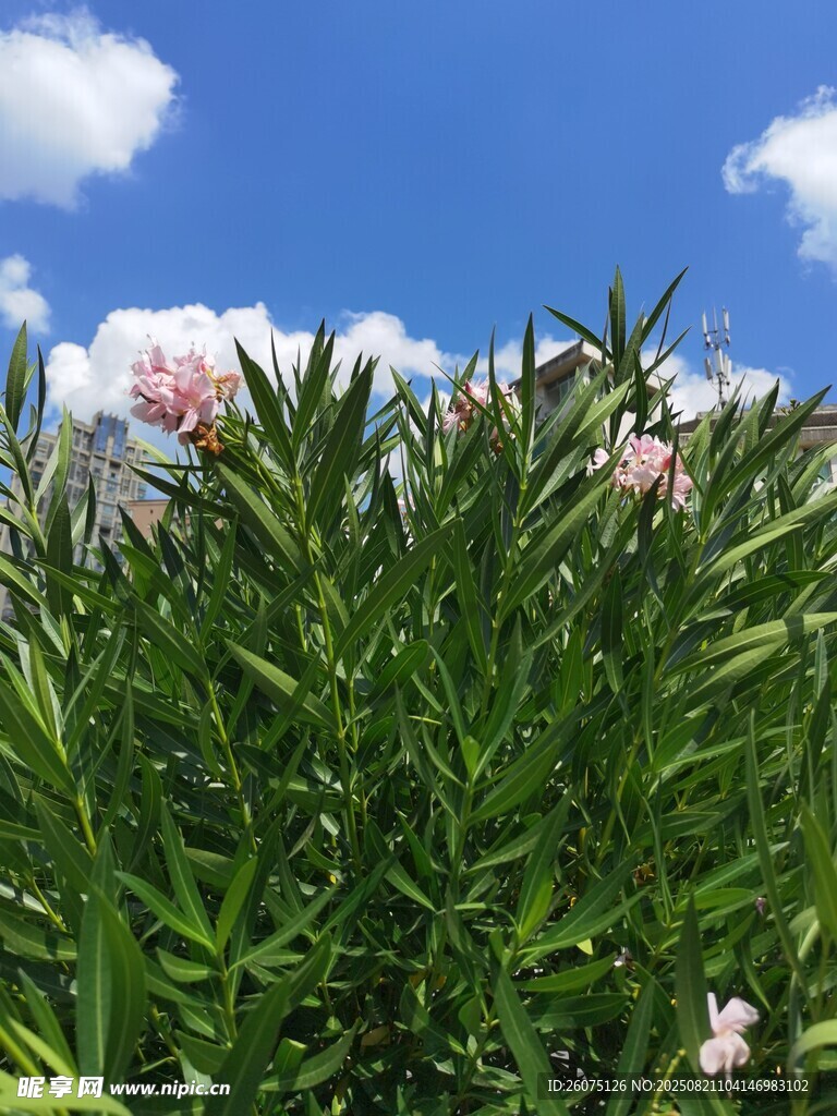 藍(lán)天綠葉間的嬌艷夾竹桃花朵