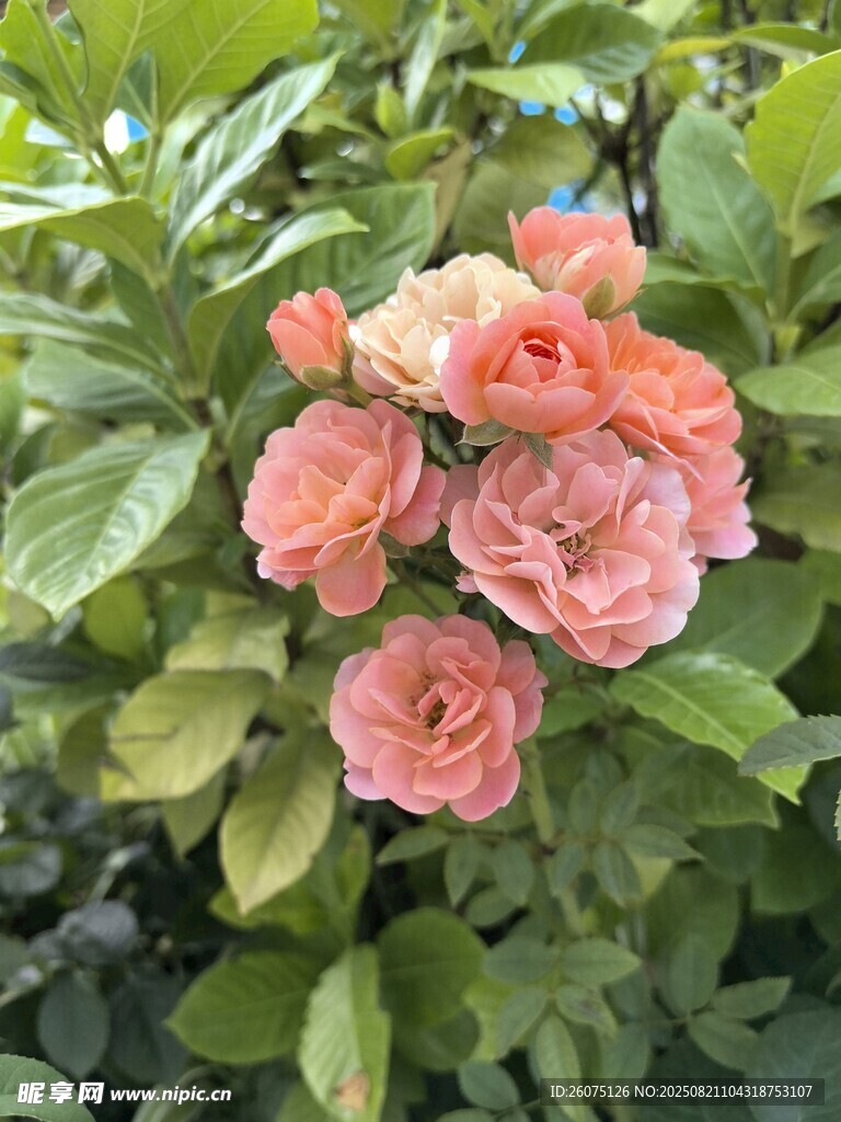 粉色簇生月季花