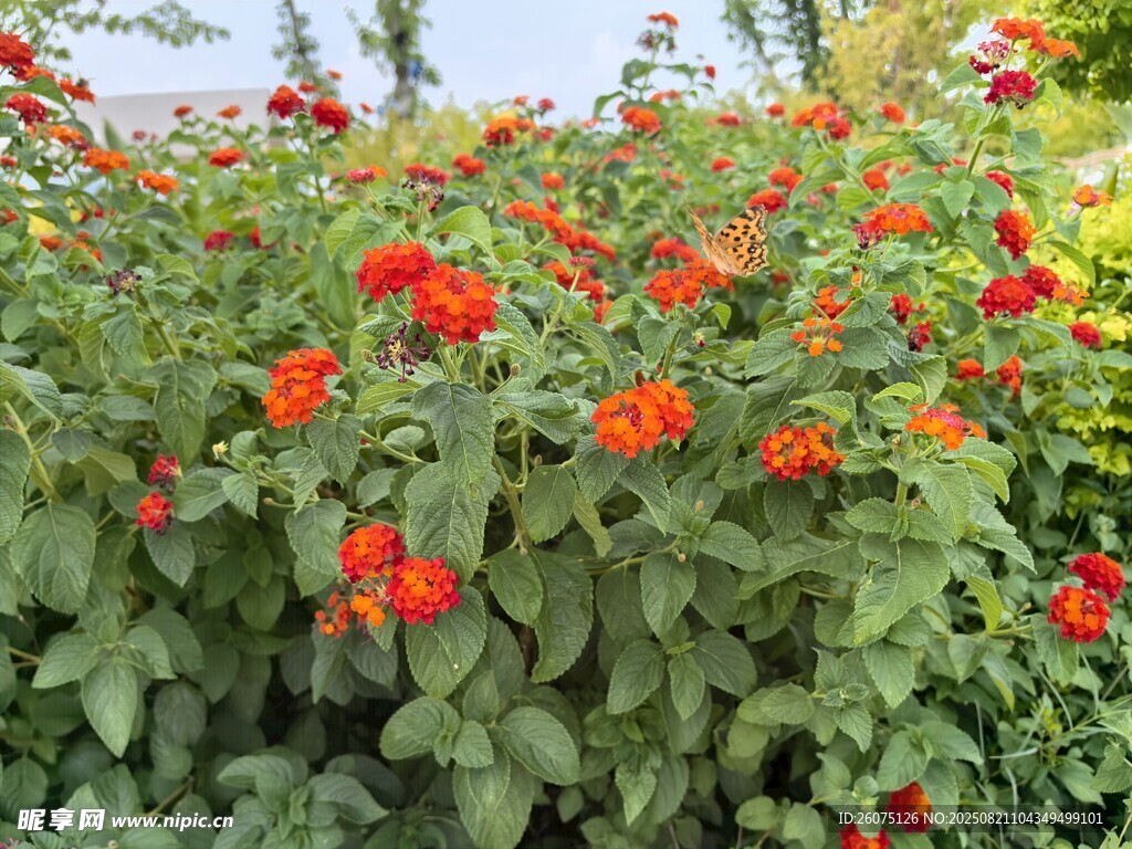 鮮艷紅花綻放綠葉間