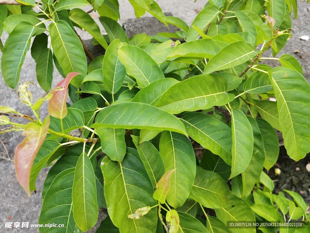 翠綠繁茂的植物葉片
