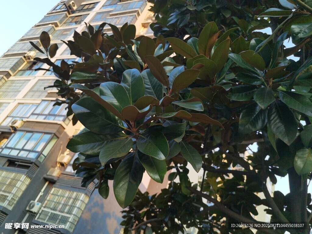 高樓旁的蔥郁綠植