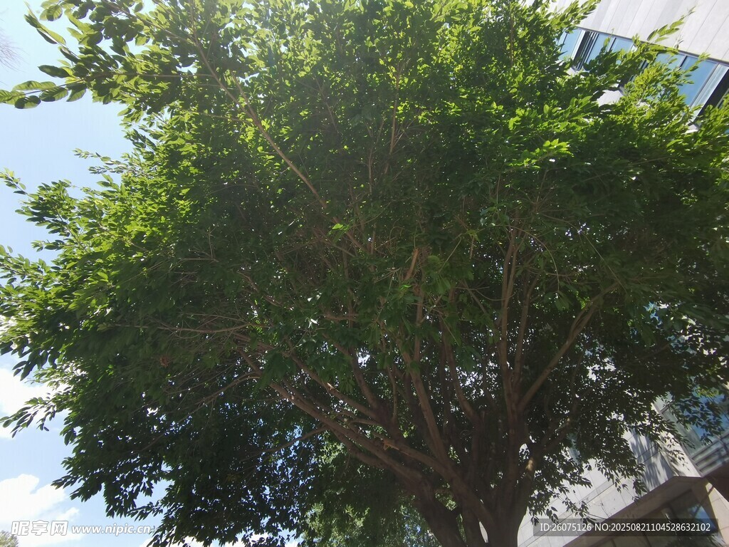 陽光下的蔥郁大樹