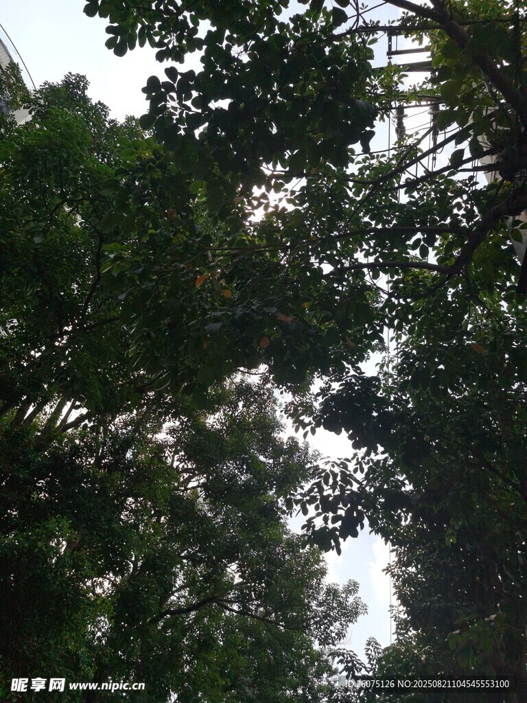 仰視茂密樹林樹冠