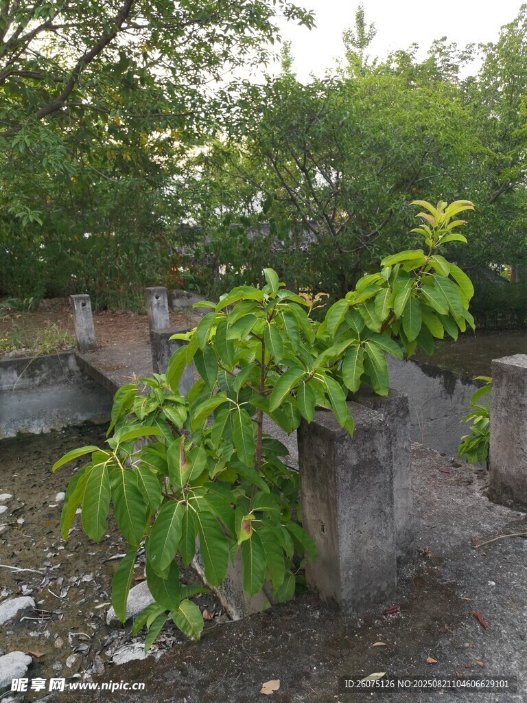 廢墟中生長的翠綠植物