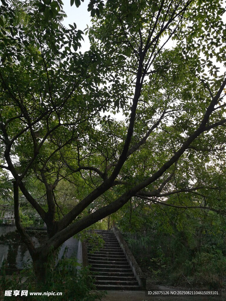 繁茂的古樹(shù)與階梯處的靜謐景致